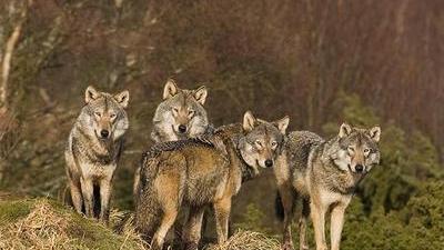 Nuovi attacchi dei lupi, uccisi pecore e agnelli