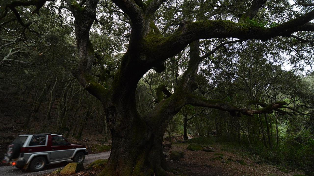 Uno scorcio del Monte Arci