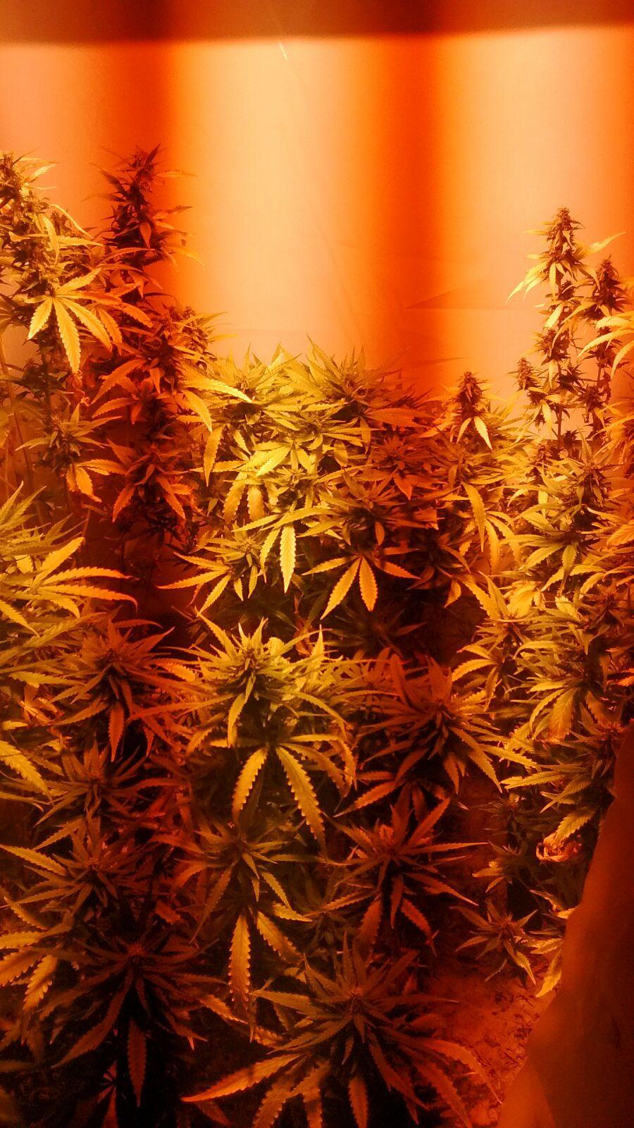 Samatzai, coltiva cannabis nello scantinato trasformato in serra: arrestato