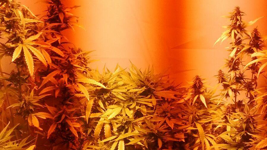 Samatzai, coltiva cannabis nello scantinato trasformato in serra: arrestato