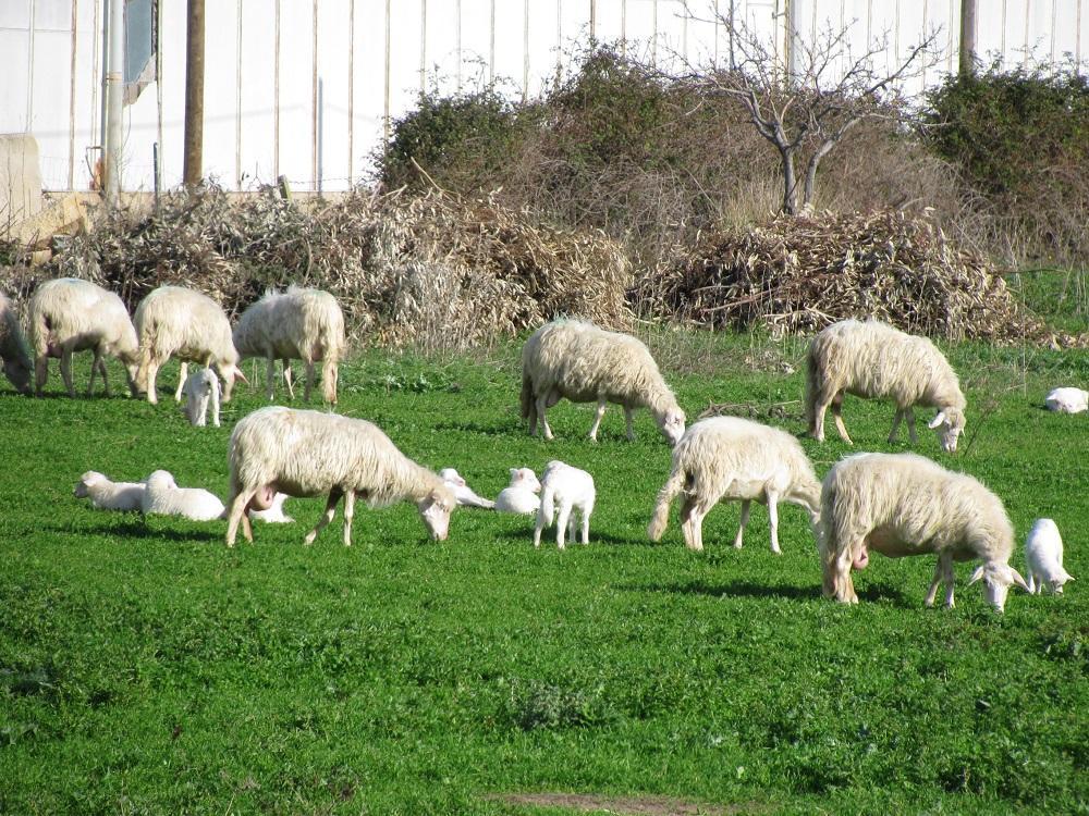 Un gregge di pecore al pascolo