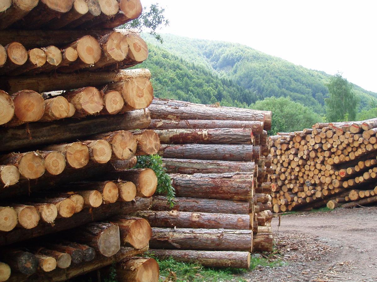 Cataste di legna (foto di repertorio)