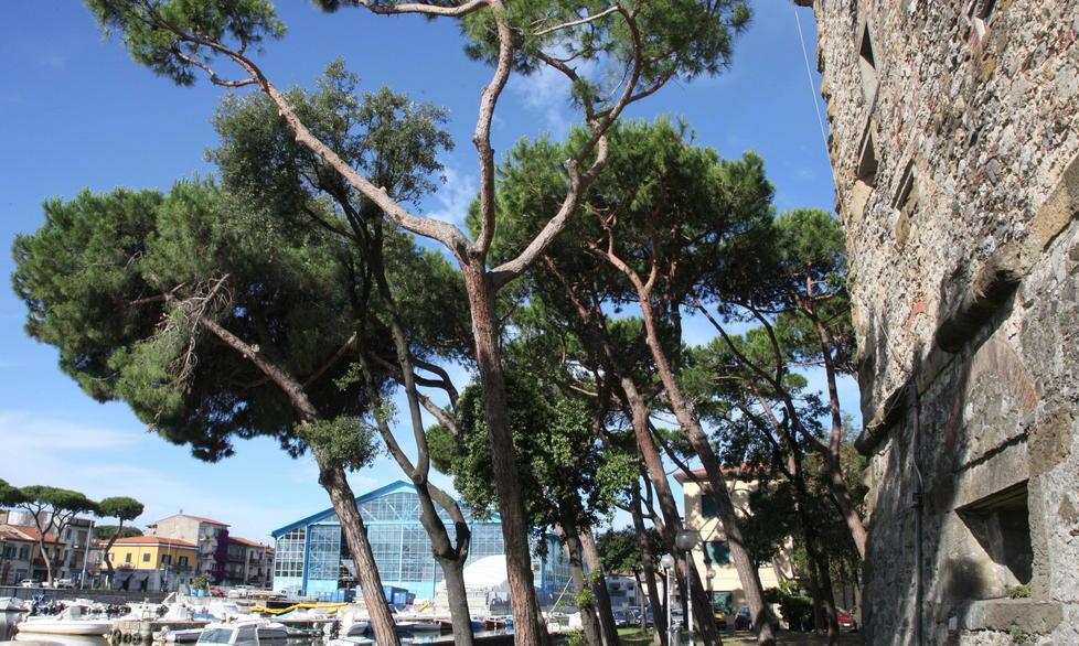 Rami pericolanti vicino alla Torre Matilde