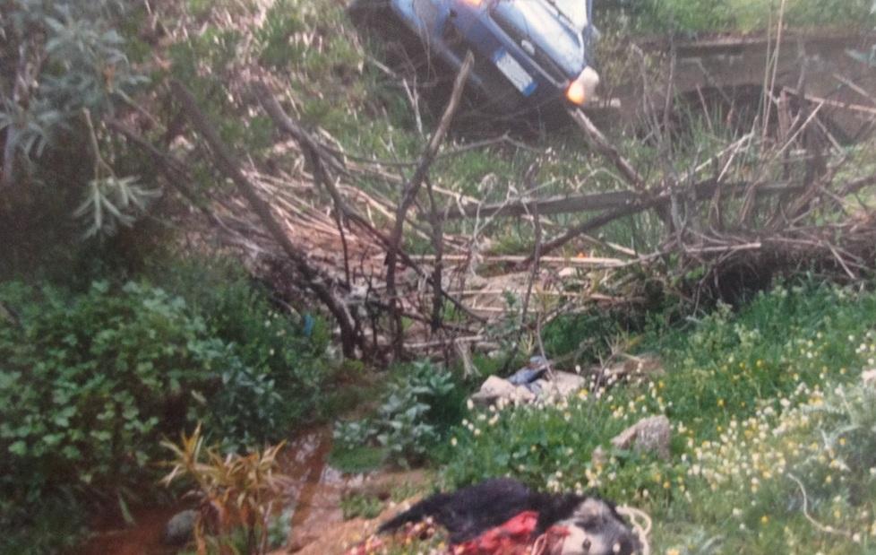 Cane ucciso, gli animalisti: «Niente benefici all’imputato» 