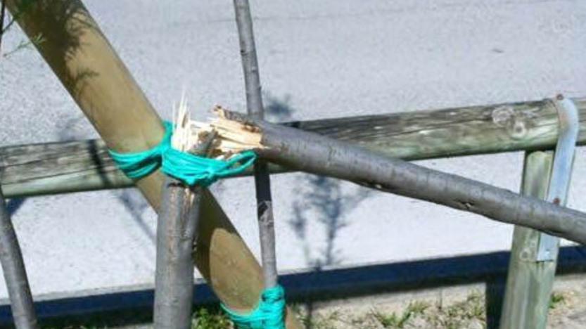 Vandali spezzano le piante sul lungomare