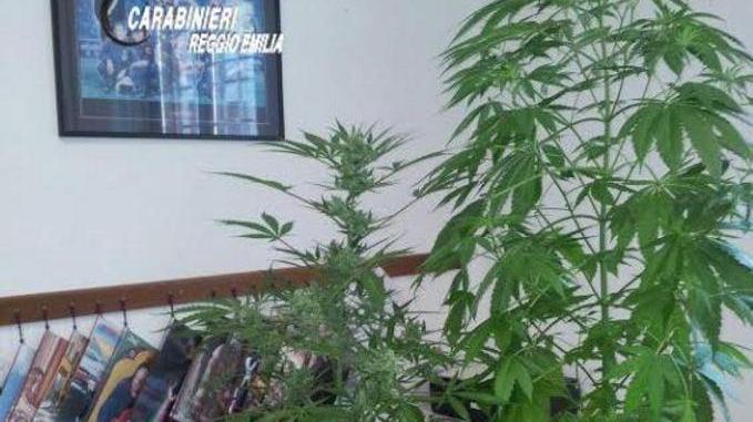 È agli arresti domiciliari e coltiva marijuana a casa