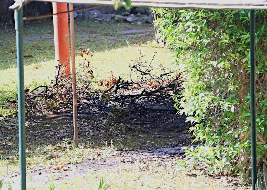 Gli arbusti dati alle fiamme nel giardino dell'abitazione della donna