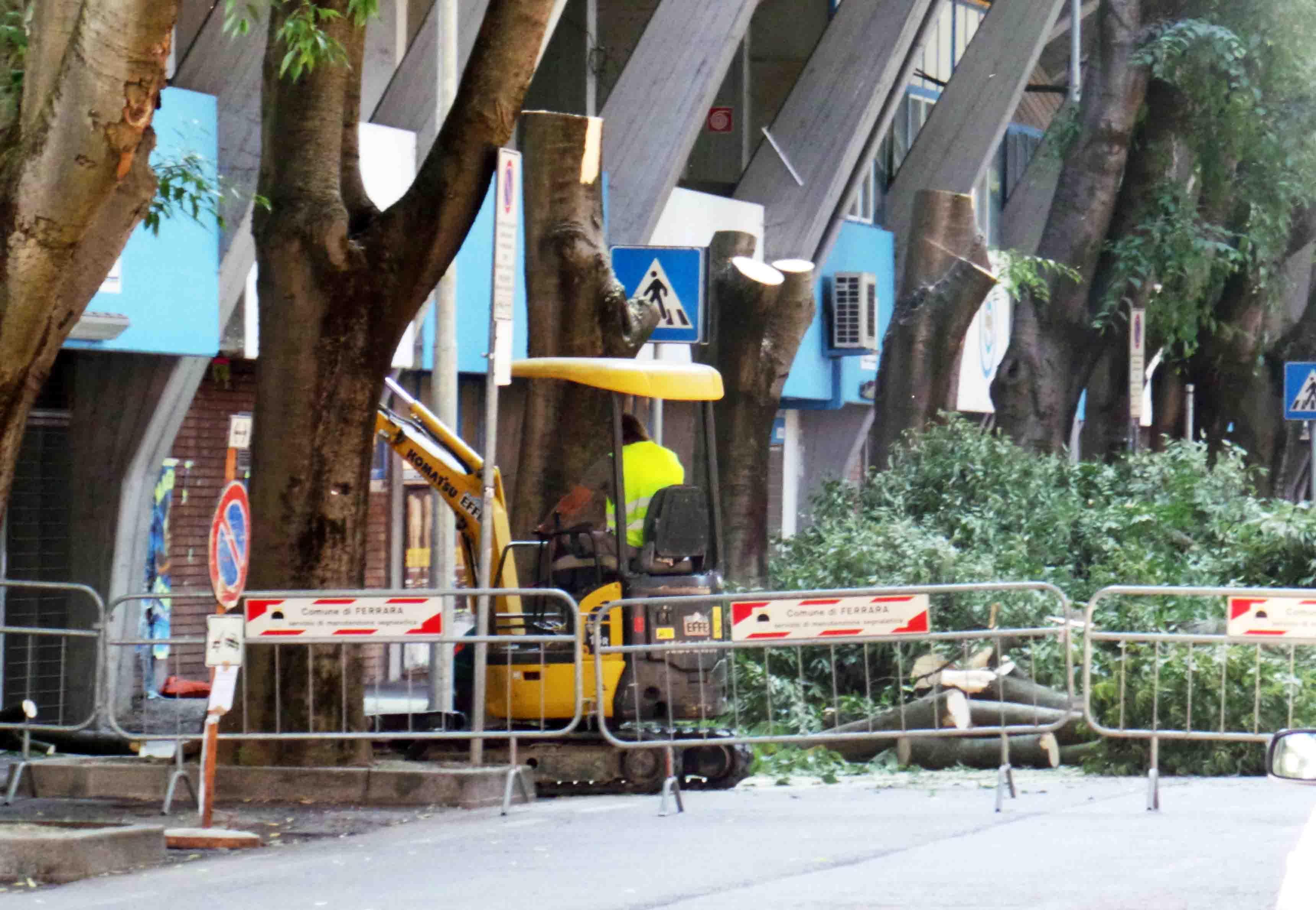 Il taglio degli alberi allo stadio con proteste