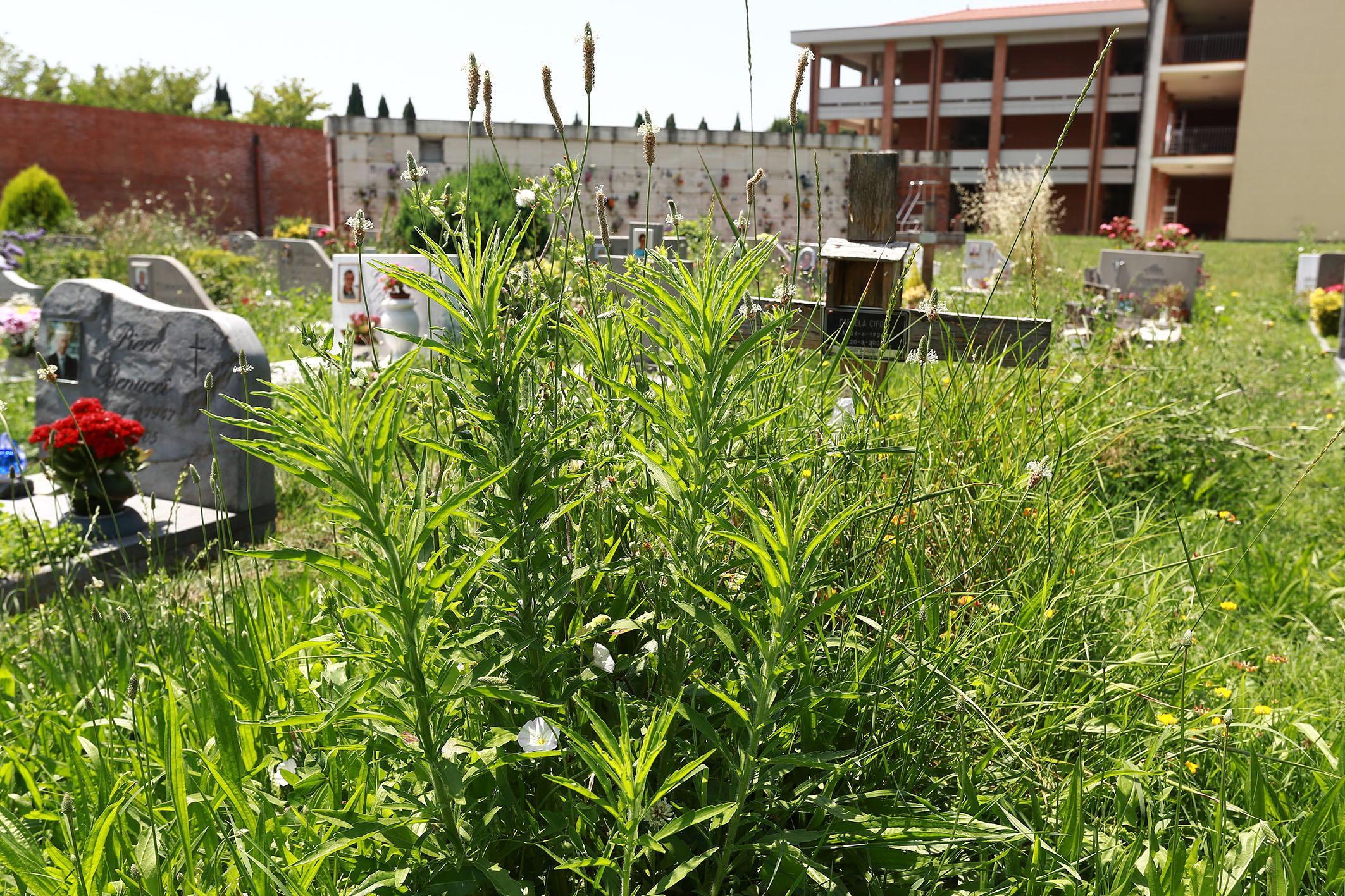 L'erba alta al cimitero comunale (foto agenzia Sestini) 