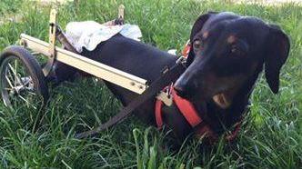 Disabili o maltrattati, anche cani e gatti meritano... Ris_Pet