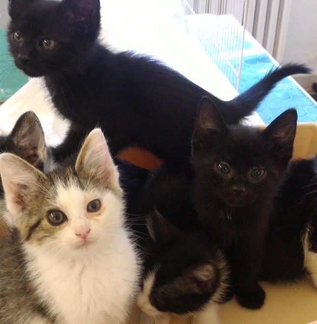Gattile di Marzaglia chiede aiuto: «Siamo sommersi dai cuccioli» 
