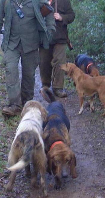 Entrano nei box di notte e rubano cani da caccia 