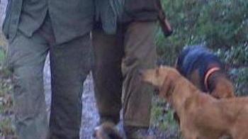 Entrano nei box di notte e rubano cani da caccia