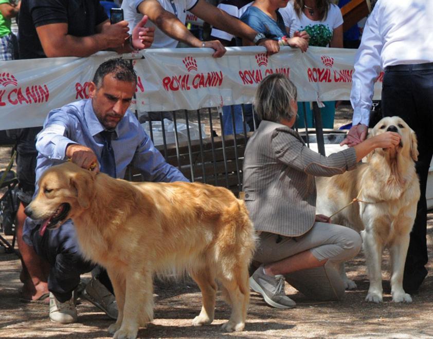  A Pozzomaggiore i cani molecolari 