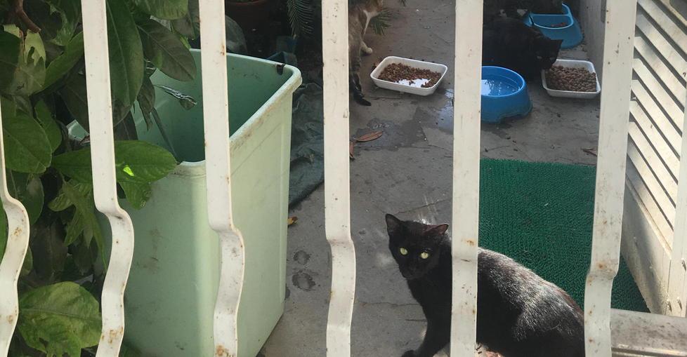 I gatti nel giardino dell'abitazione