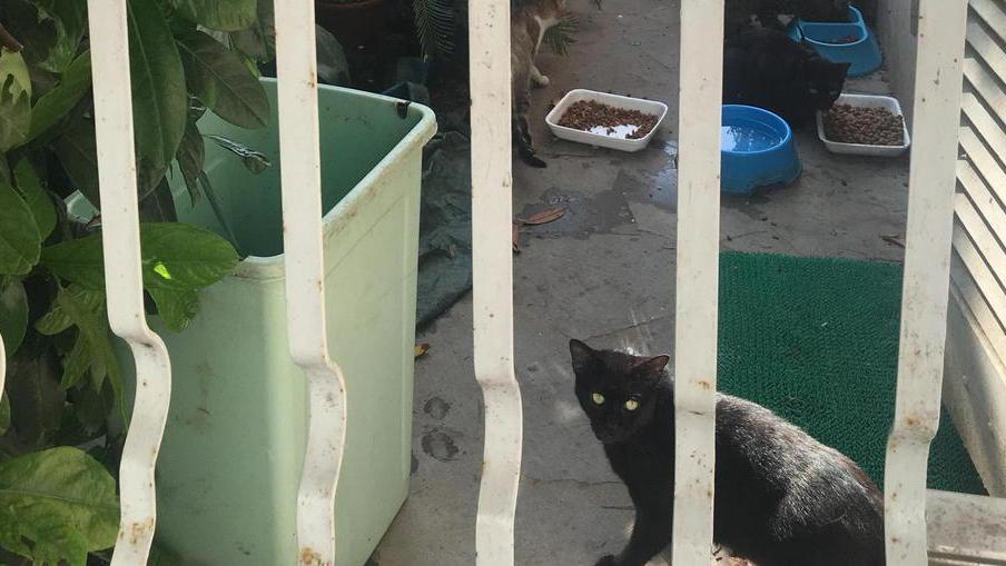 I gatti nel giardino dell'abitazione