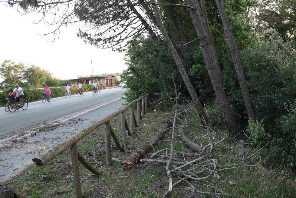 Albero cade su un’auto in sosta Viale Kennedy a rischio
