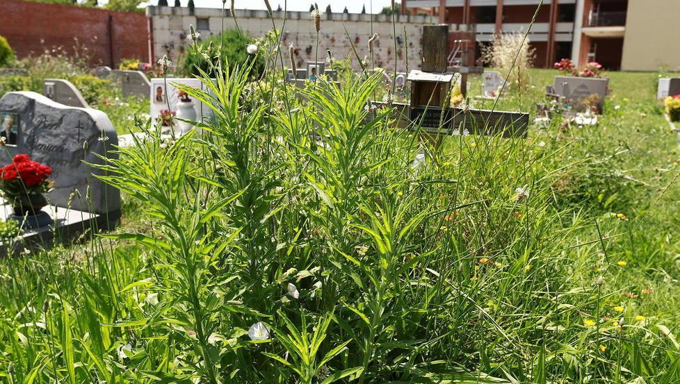 Tombe sommerse dall’erba alta degrado al cimitero comunale 
