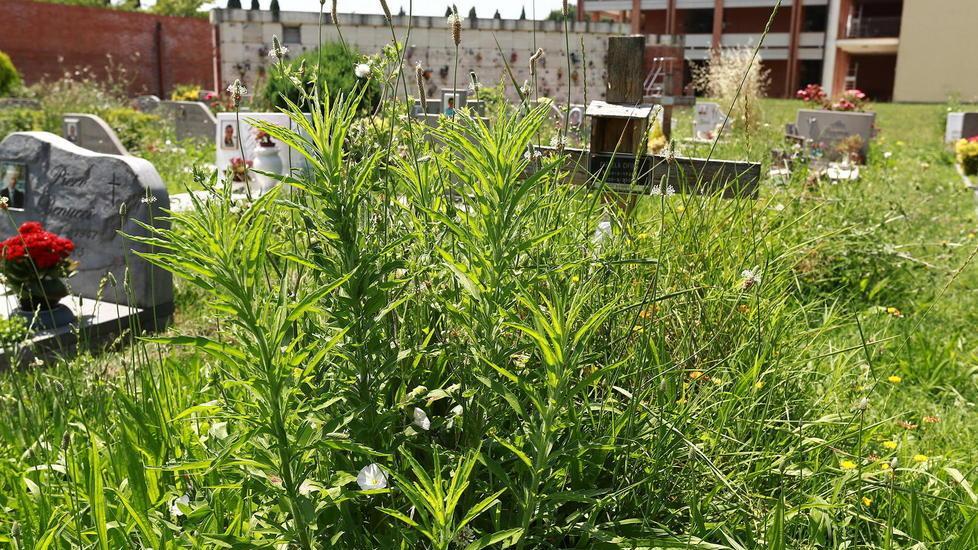Tombe sommerse dall’erba alta degrado al cimitero comunale