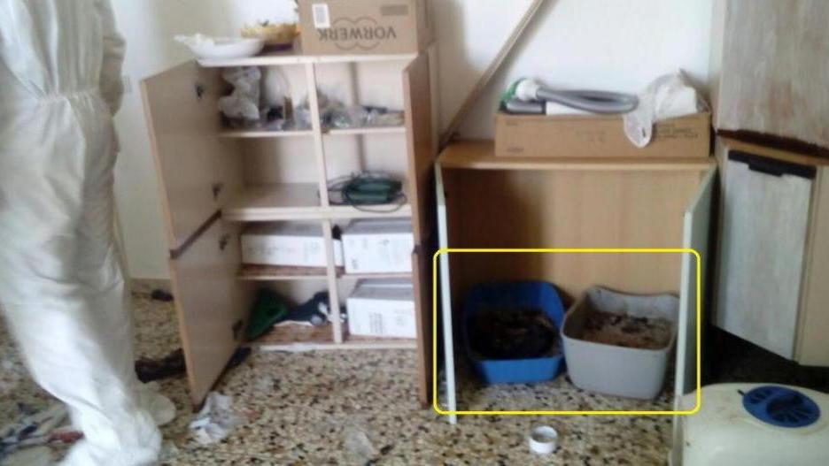 Gatto muore di stenti Denunciate madre e figlia