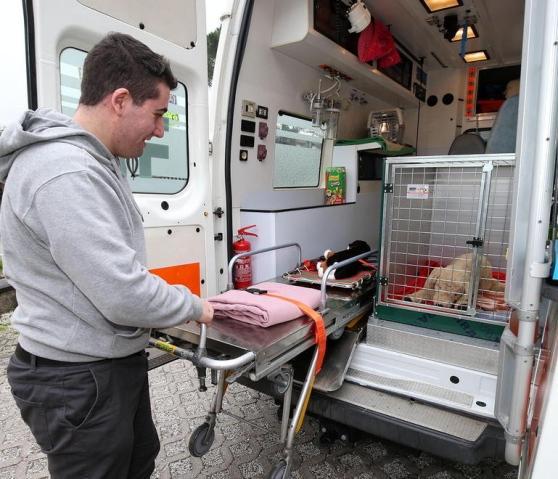 I soccorsi a un cane con un'ambulanza veterinaria (foto d'archivio) 