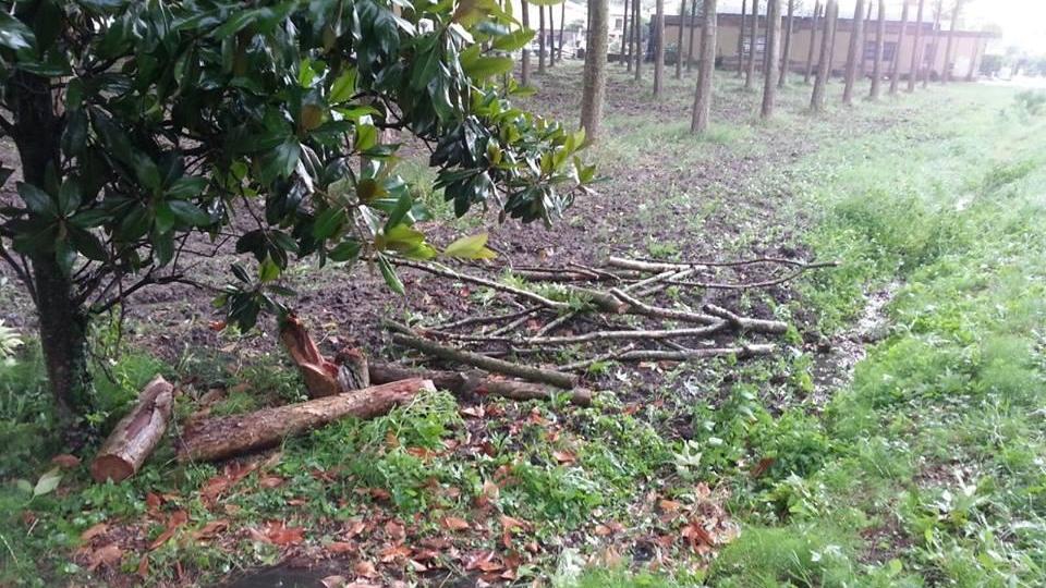 L'albero caduto vicino al cimitero di Cento