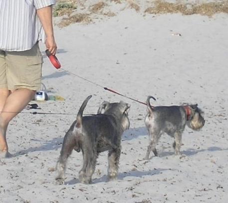 Bosa, per i cani in spiaggia si cerca un nuovo spazio 