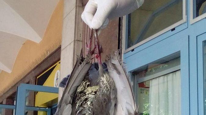 Se il “dissuasore” diventa letale per i piccioni
