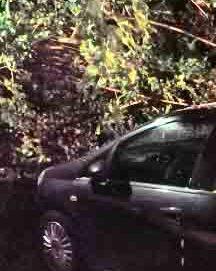 Pianta crolla e si abbatte sulle auto parcheggiate