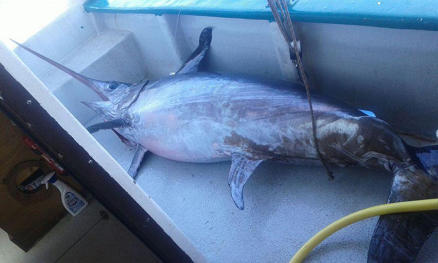 Il pesce spada da quasi 2 quintali 