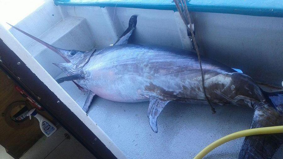 Il pesce spada da quasi 2 quintali
