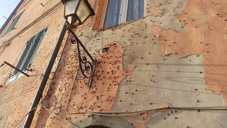 Centinaia di farfalle di Lymantria a Rio Marina (foto postata su Fb da Umberto Andreini)