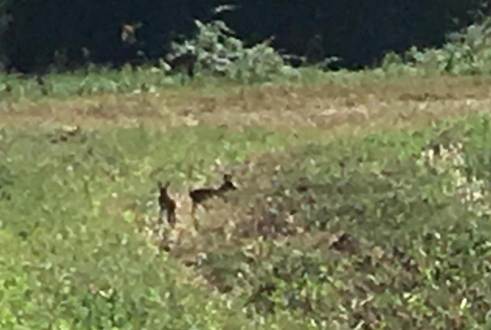 Due cuccioli di daino sui prati di Nugola