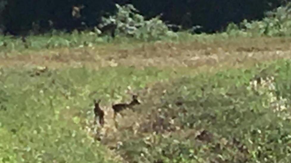 Due cuccioli di daino sui prati di Nugola