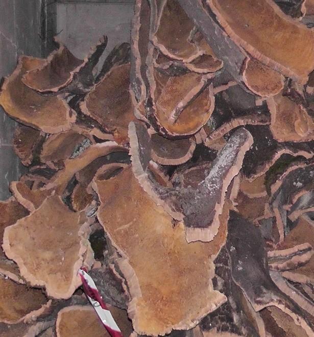 Sughero: l’industria è in ginocchio 