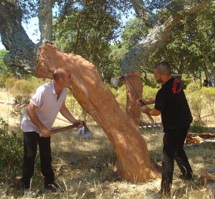 Topi, zanzare e bruchi: troppi tagli ai servizi, si rischia l’invasione 