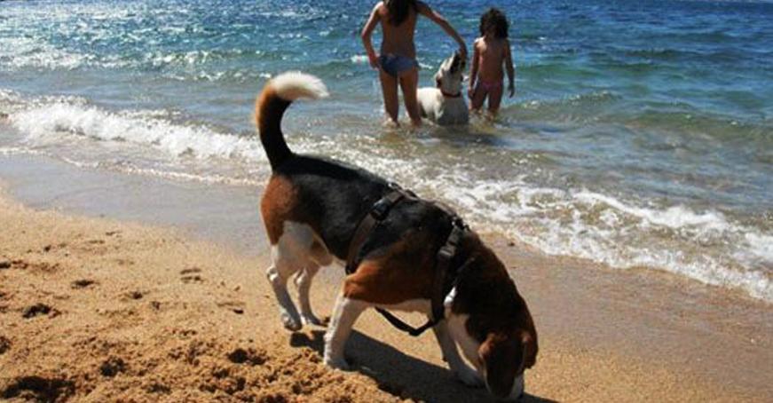 In vacanza con Fido, riaperta la dog beach a Punta Nera