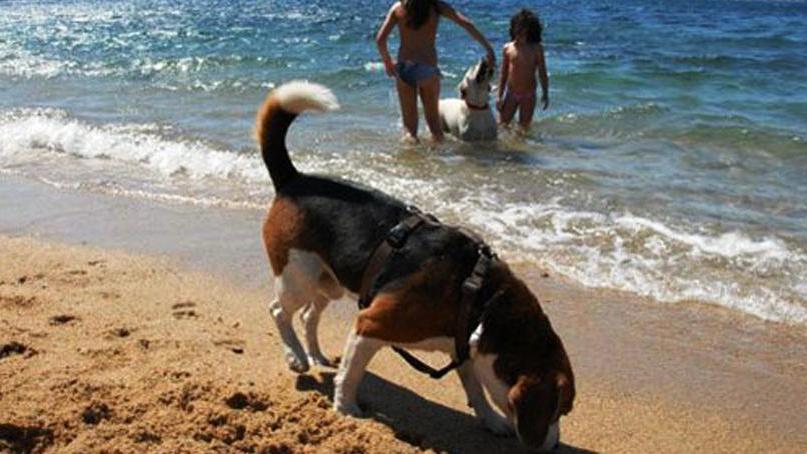 In vacanza con Fido, riaperta la dog beach a Punta Nera
