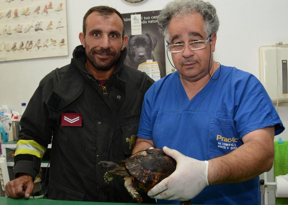 Tre tartarughe salvate dalle fiamme Hanno gravi ustioni 