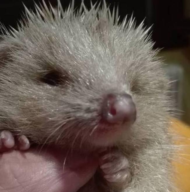 Tutti pazzi per il piccolo Alby il riccio albino di Casalgrande 