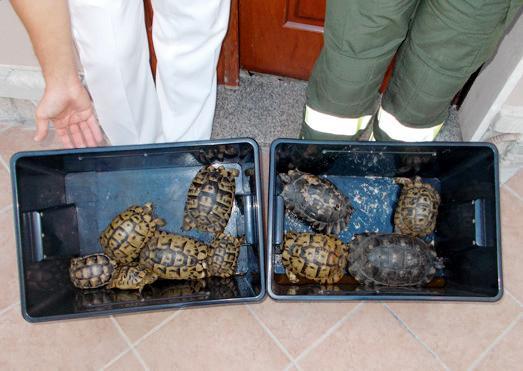 Ladri di tartarughe, una coppia pagherà 120mila euro di multa 