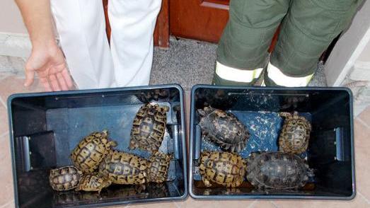 Ladri di tartarughe, una coppia pagherà 120mila euro di multa 