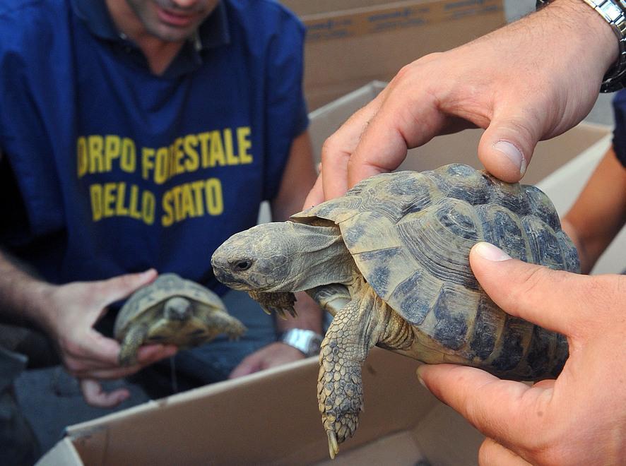 Traffico di tartarughe, condannata una coppia di Reggiolo