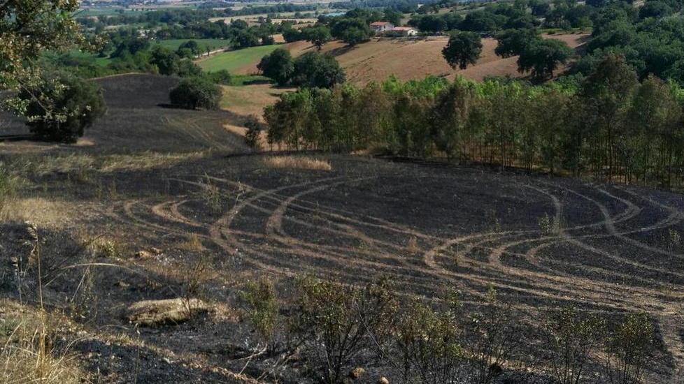 Il fuoco distrugge colture e alberi