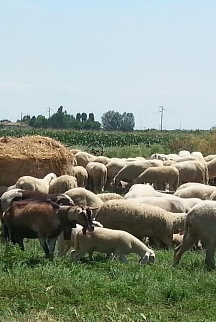 Sequestro delle pecore, il plauso del sindaco Costa