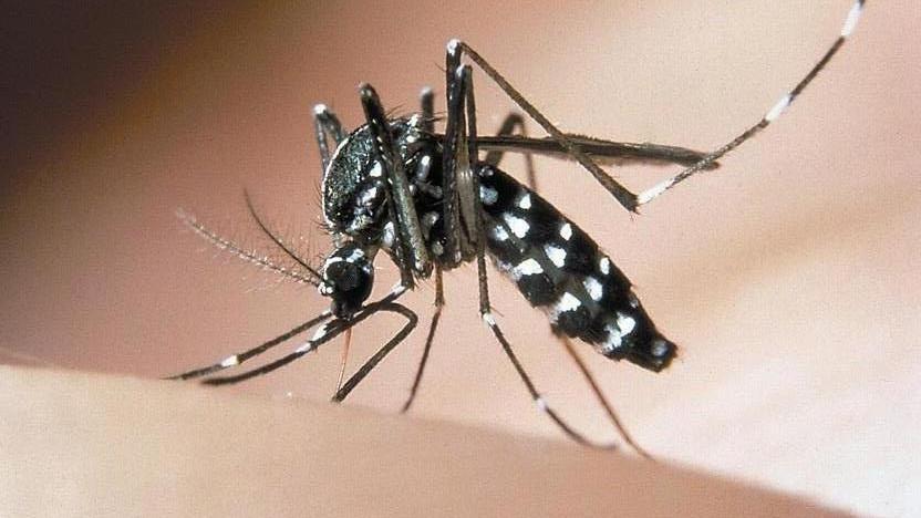 Come difendersi dalla zanzara tigre Piano di prevenzione