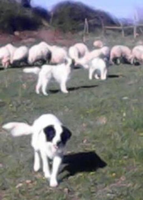 Predazioni Dalle Bcc aiuti agli allevatori