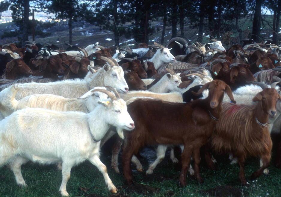 Rubano caprette e cuccioli di Golden in un allevamento