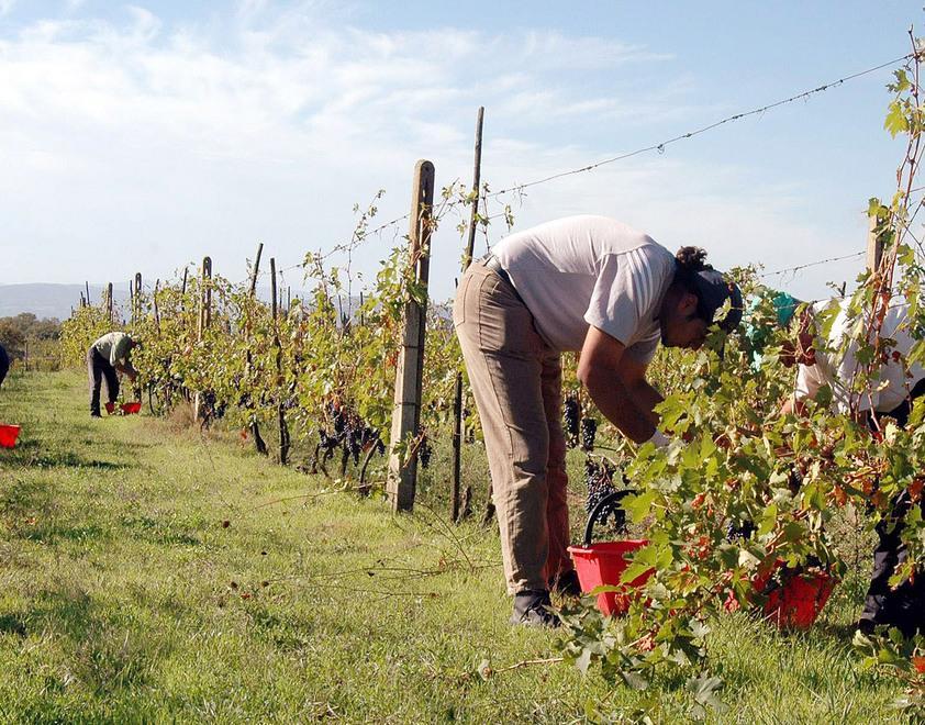 La Regione affitta le terre agli under 40 