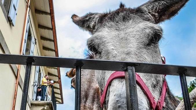 Il Medioevo a Montecreto tra cavalieri e Palio degli asini